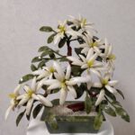 Obj_001_Bonsai_Bailan-scaled